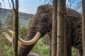 Obří mamut